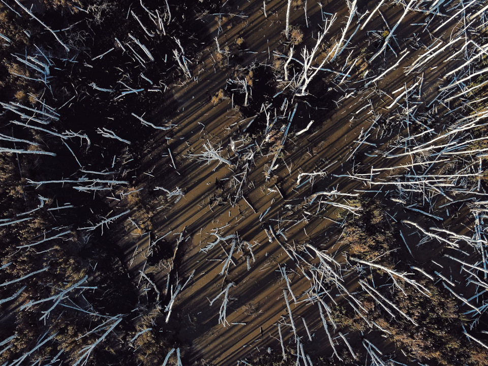 Тюменские болота с берёза и. Очень зловеще выглядят сверху и снизу. Когда едешь вдоль них, и красиво и загадочно это все — Suzuki Alto (8G)