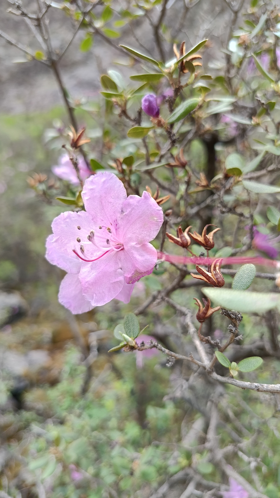 Цветет — Subaru Impreza (GD/GG)