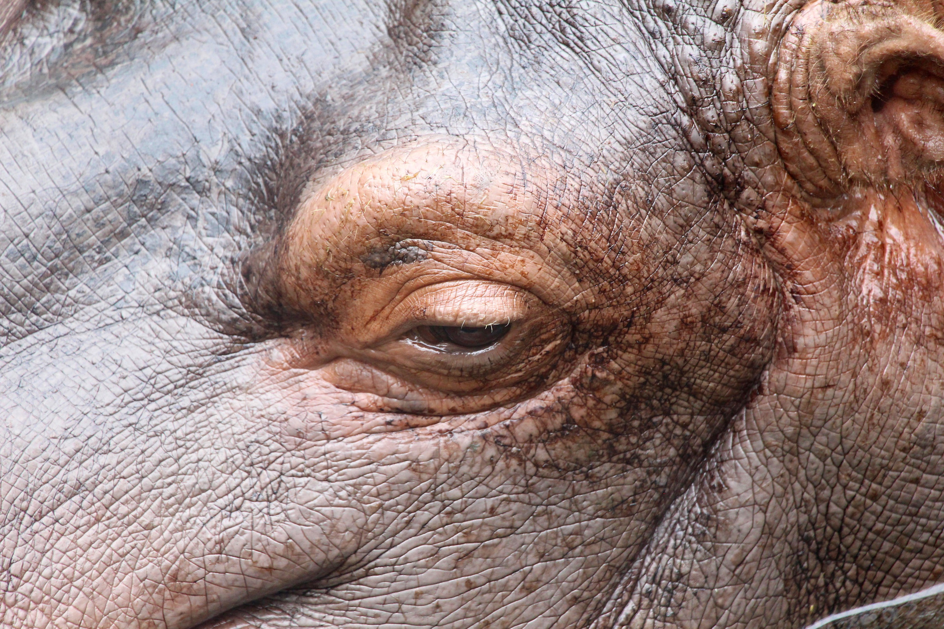 Глаза бегемота. Гиппопотам и бегемот. Глаза бегемота. Глаза бегемота. Глаза бегемота.