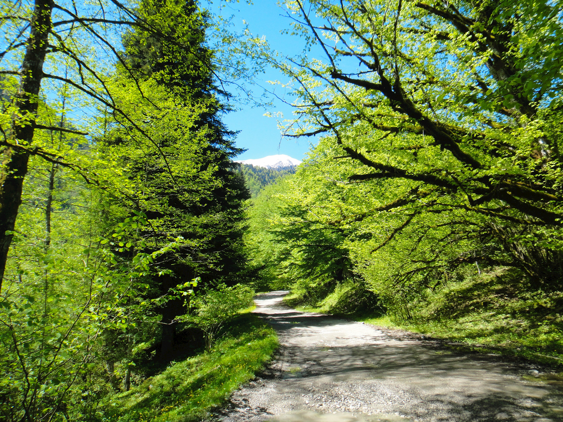 Абхазия в начале мая фото