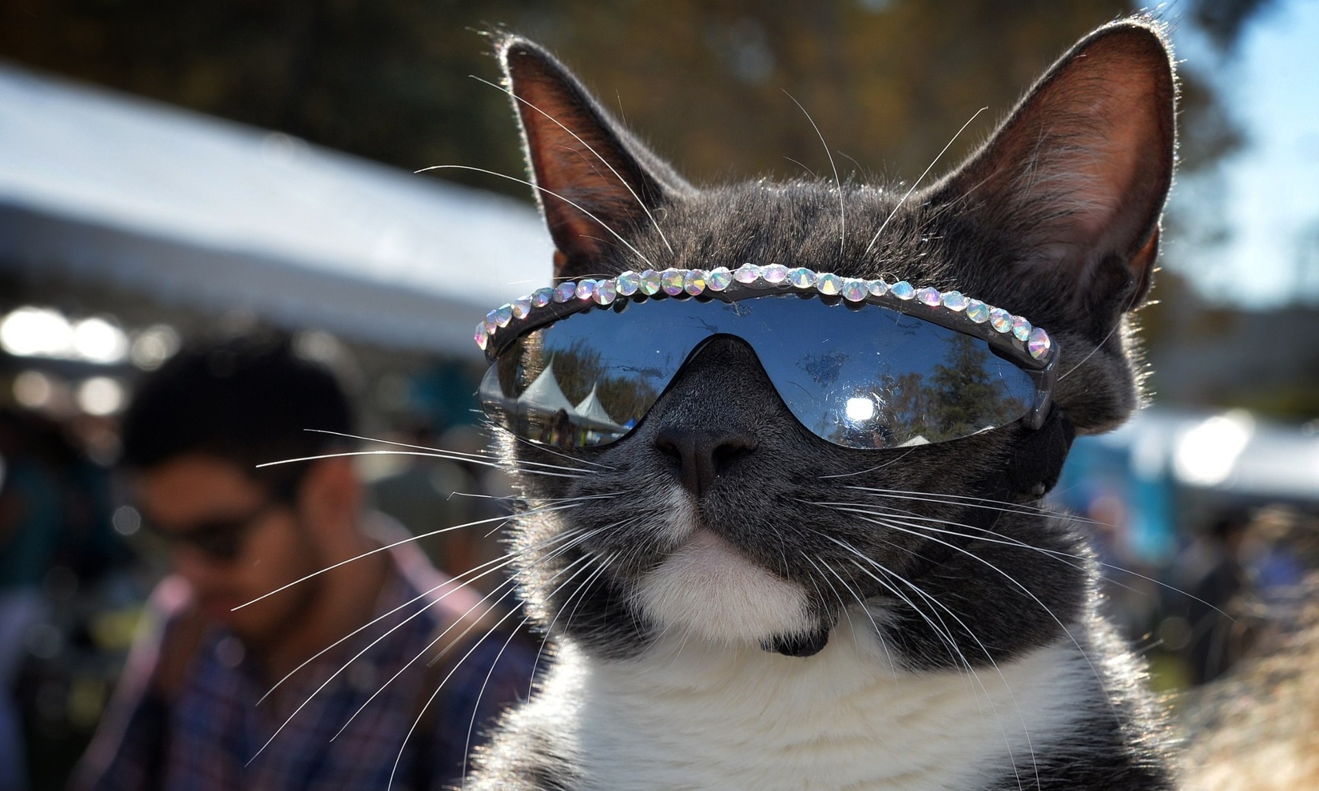 Кот в солнцезащитных очках