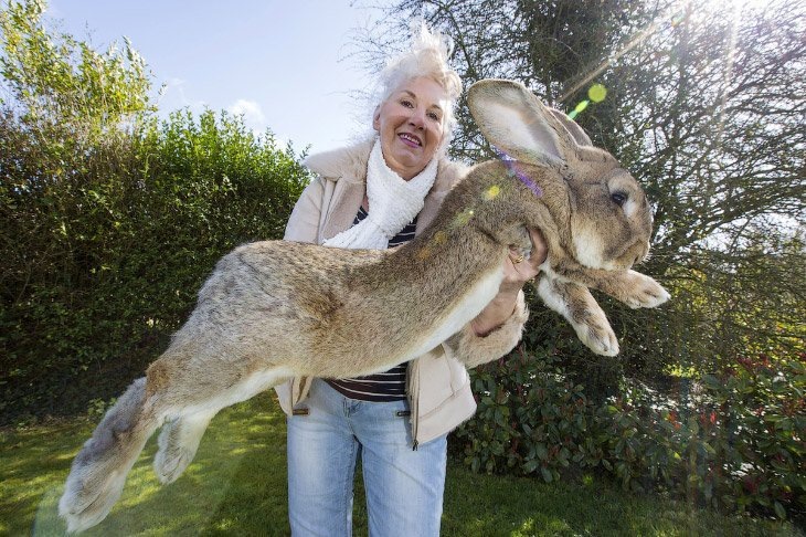 Как ухаживать за кроликом-великаном