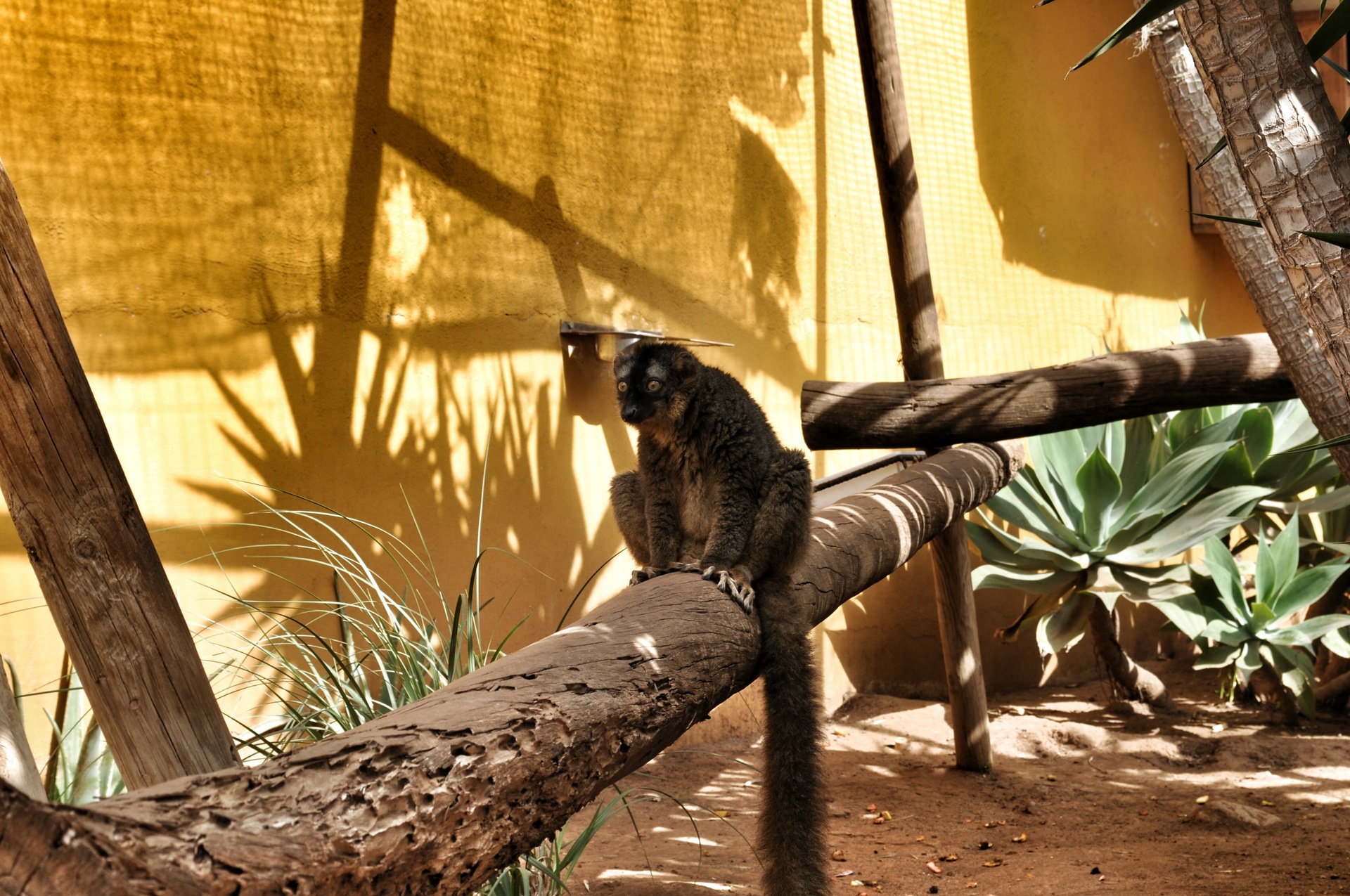 Monkey park пермь. Манки парк Тенерифе. Парк обезьян Тенерифе. Манки парк Марьино. МОНКЕЙ парк в Москве.