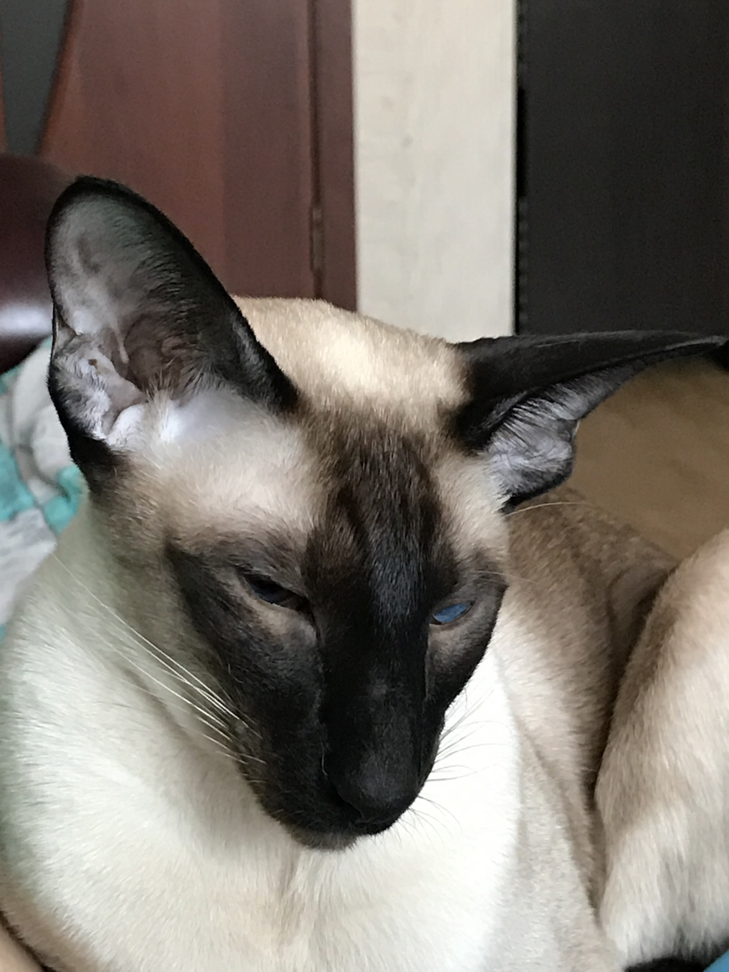 Как я котов к унитазу приучал. - DRIVE2