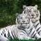 Можно ли мыть машину на мойке самообслуживания зимой. Смотреть фото Можно ли мыть машину на мойке самообслуживания зимой. Смотреть картинку Можно ли мыть машину на мойке самообслуживания зимой. Картинка про Можно ли мыть машину на мойке самообслуживания зимой. Фото Можно ли мыть машину на мойке самообслуживания зимой