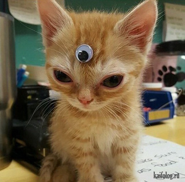 Фото кота мем