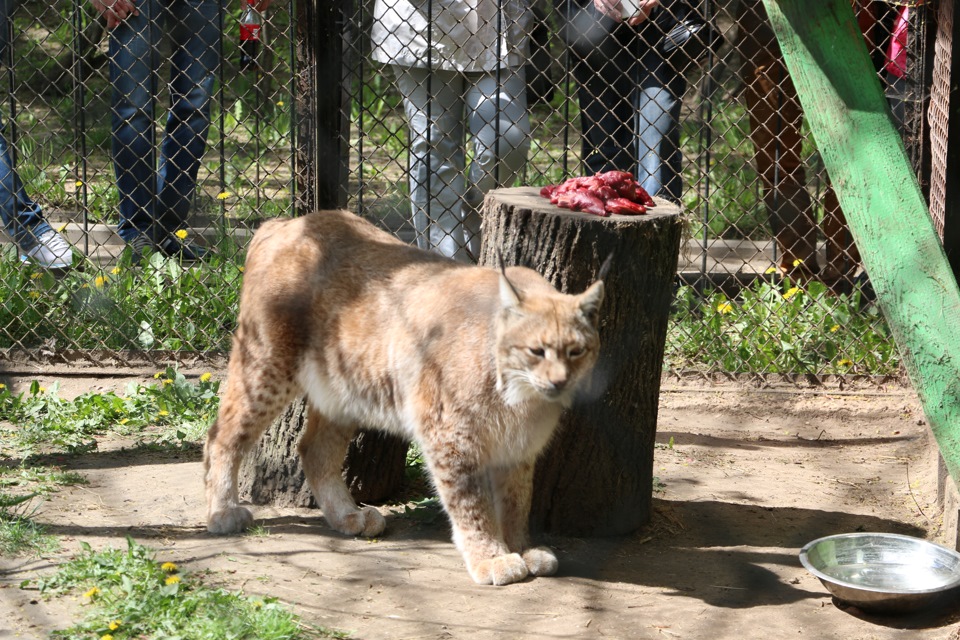 Зоопарк в минске на ташкентской