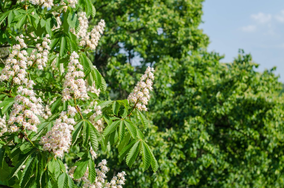 Гелиос 81Н — Сообщество «Фотография» на DRIVE2