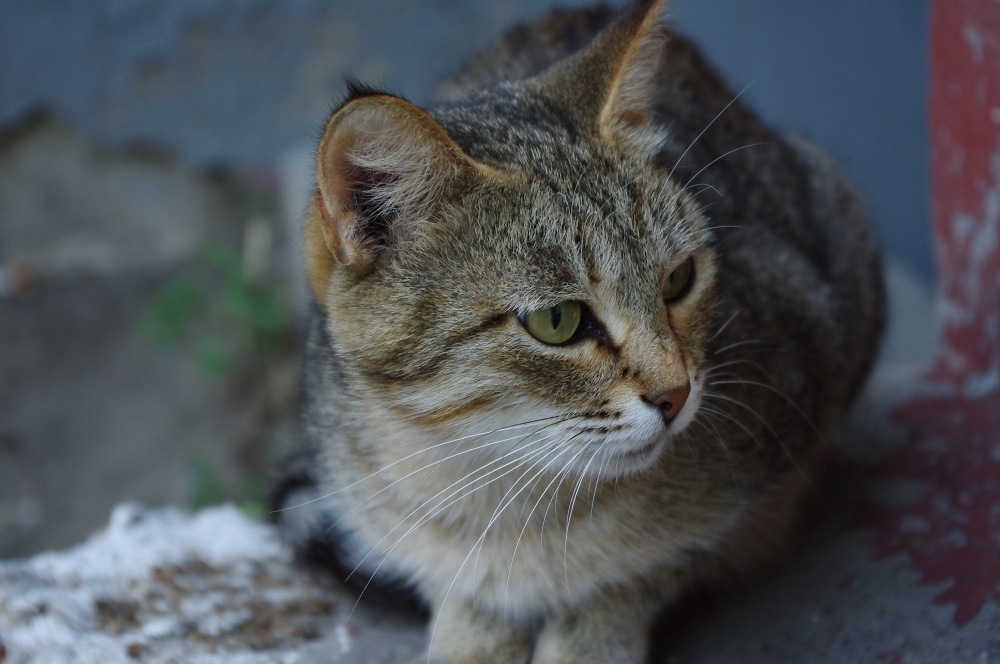 Кошки дворняжки фото