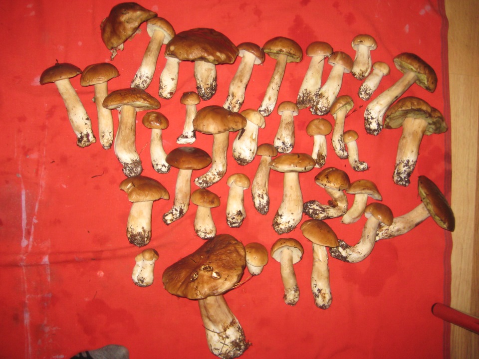 Очередная поездка на грибы — Сообщество «Охота и Рыбалка» на DRIVE2