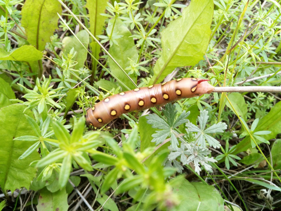 За грибами — Москвич 407, 1,3 л., 1958 года | покатушки | DRIVE2