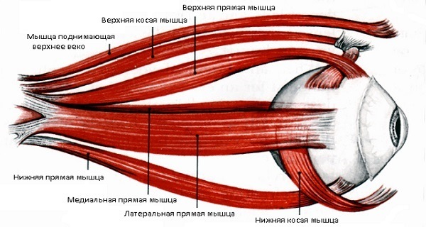 Чем иннервируется верхняя косая мышца глаза