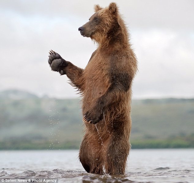 Bear Back Backgrounds Images & Pictures Free Download On Pngtree