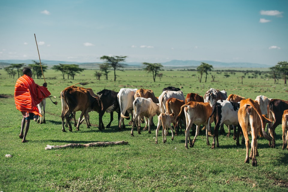 The Country Of The Maasai  The Maasai Mara Kenya part 3