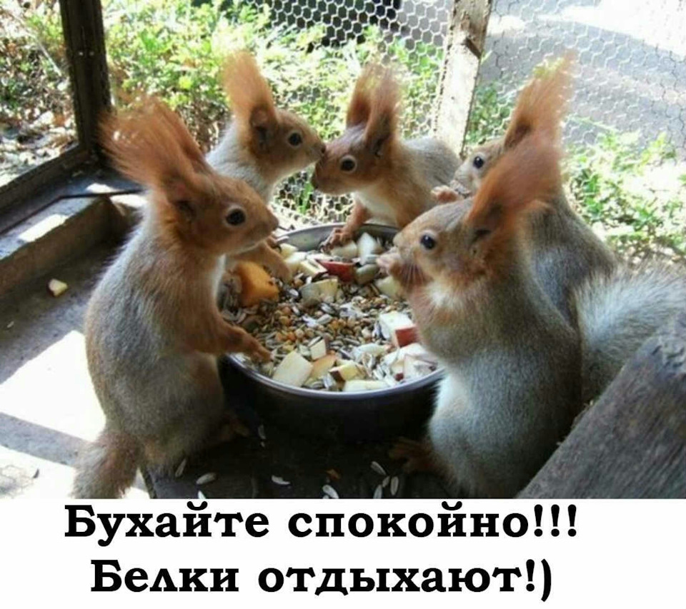 К кому приходит белочка