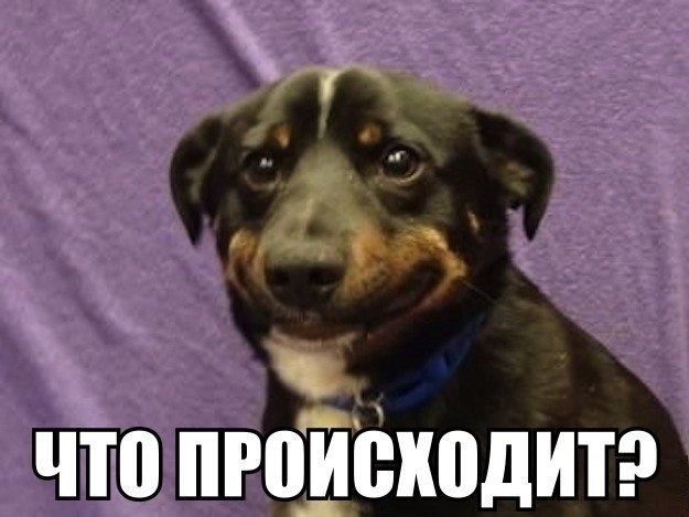 Что происходит мем собака