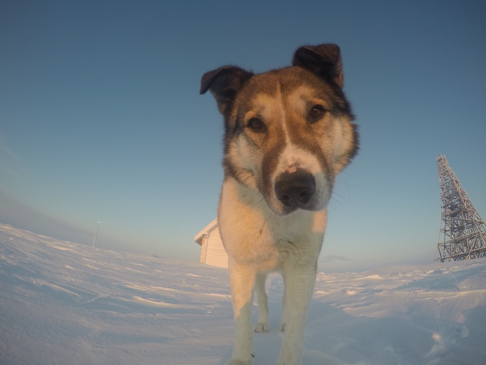 Фото в бортжурнале УАЗ 39095