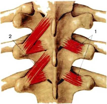 Межостистые и межпоперечные