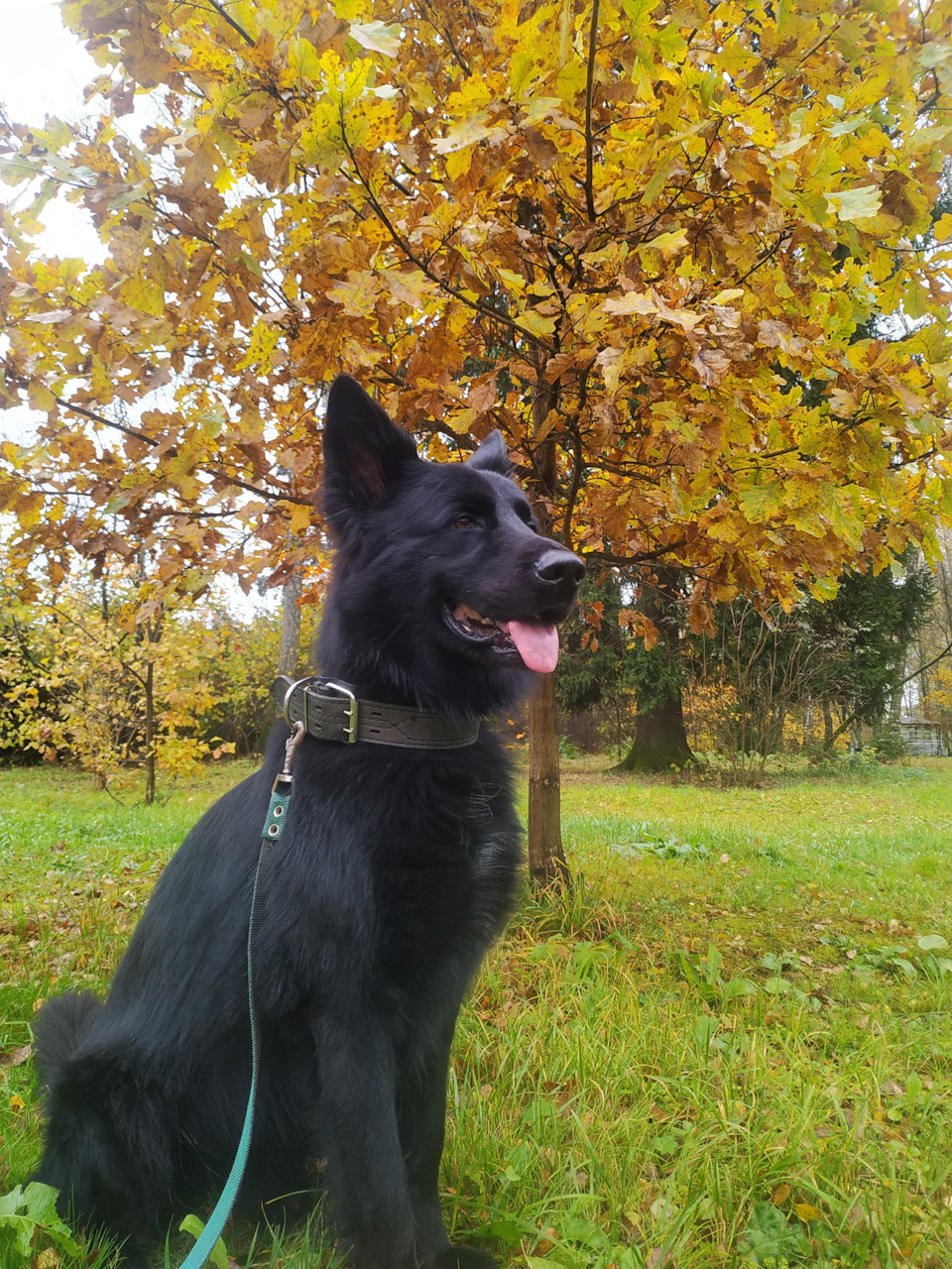 Собака-барабака — Сообщество «Фотография» на DRIVE2