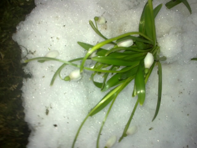 лесные дела — Lada 4x4 3D, 1,7 л, 1987 года | путешествие | DRIVE2