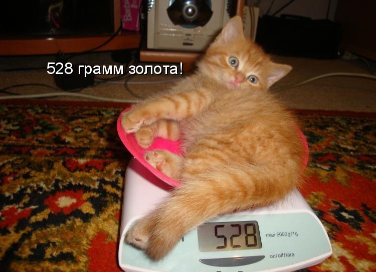 Как подписать фотографию кота