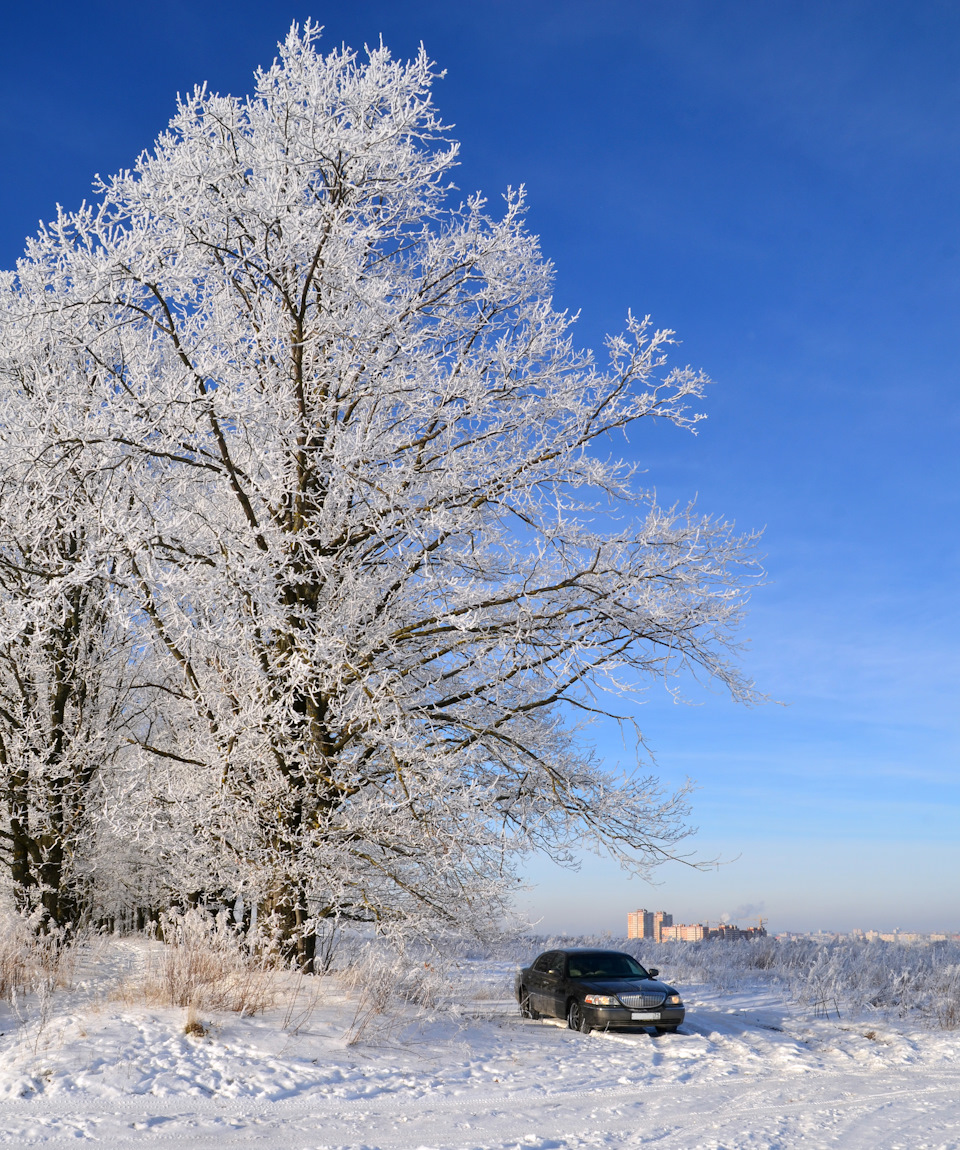 Рядом с этим дубом, мой Линкольн кажется просто игрушечной машинкой!) — Lincoln Town Car III