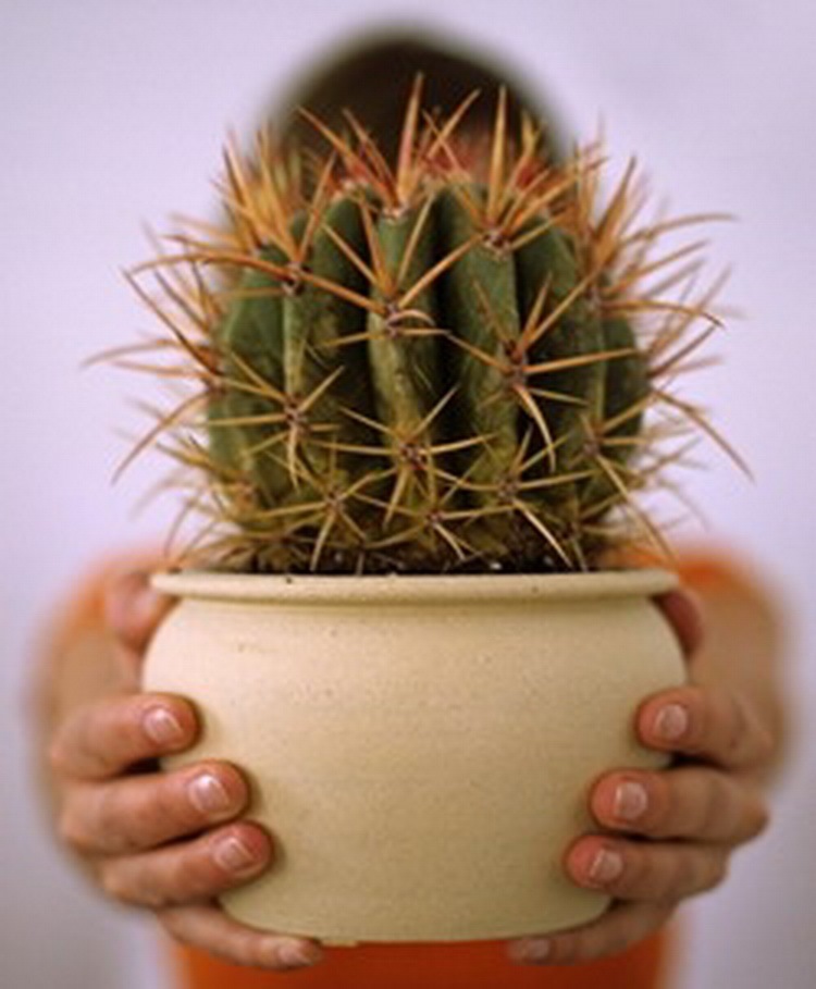 Кактус у монитора. Девушка с кактусом. Женщина колючка. Девушка с кактусом. Девушка с кактусом.