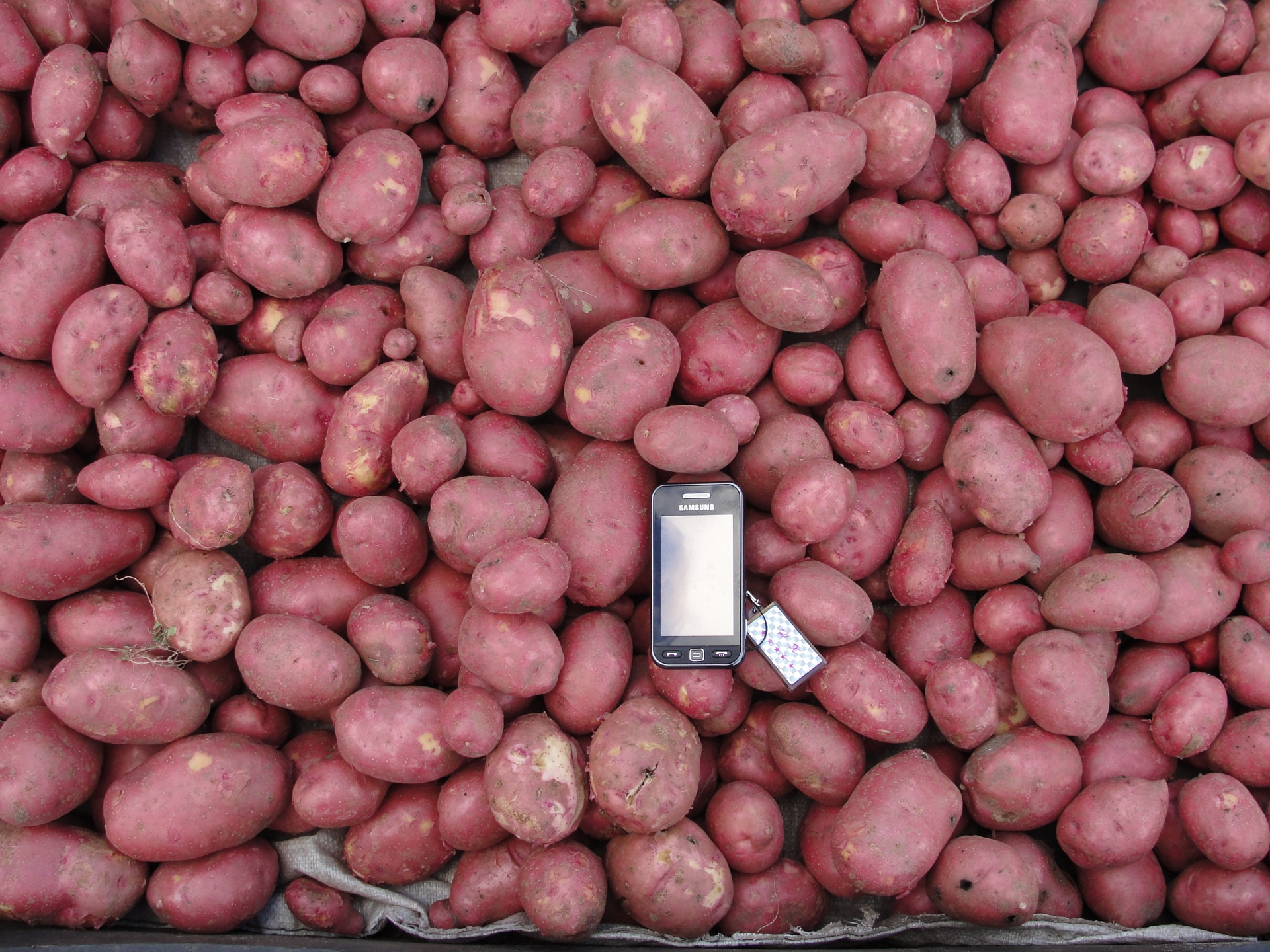 аризона картофель характеристика отзывы фото