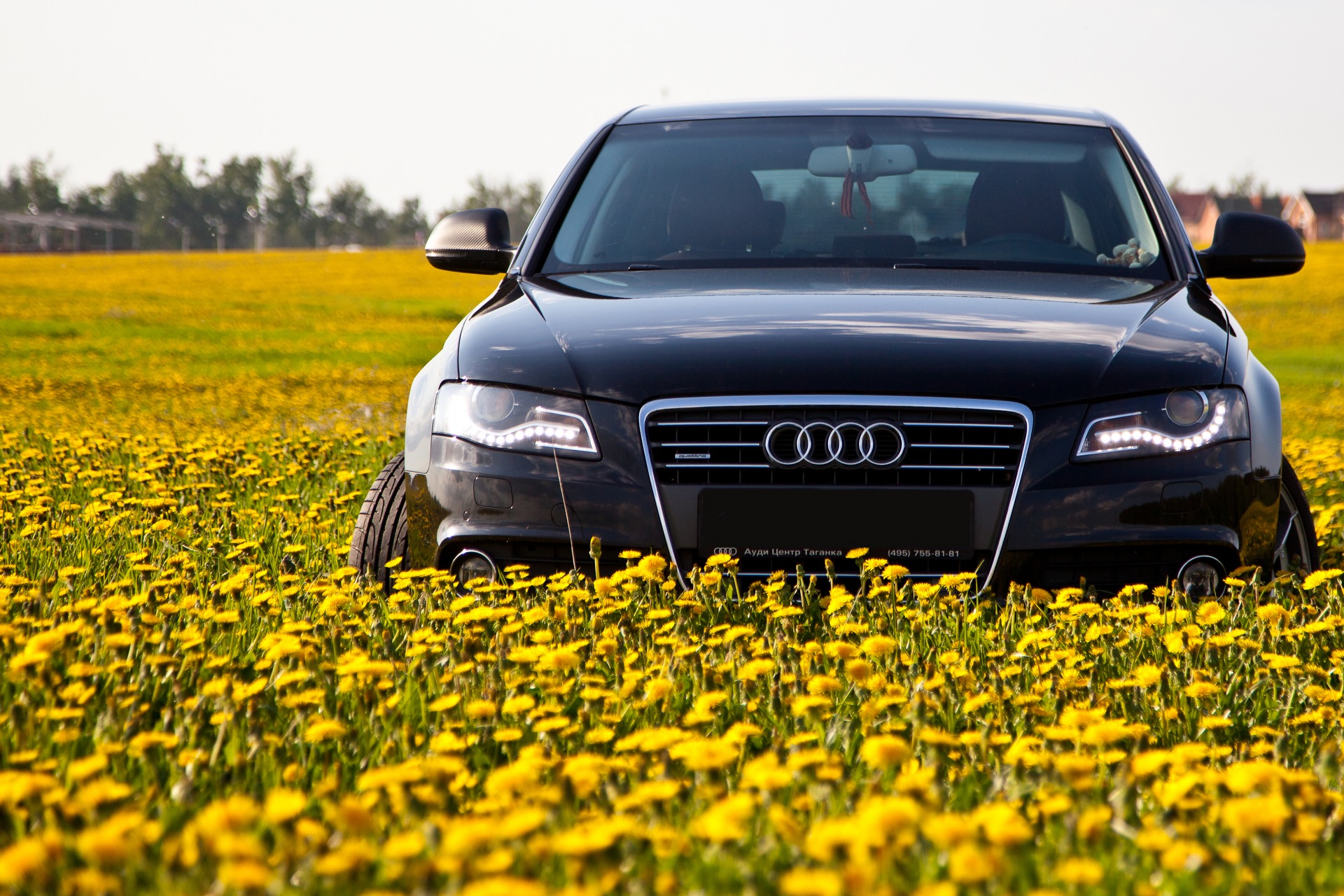 Фотосессия в одуванчиках — Audi A4 (B8), 2 л, 2009 года | фотография |  DRIVE2