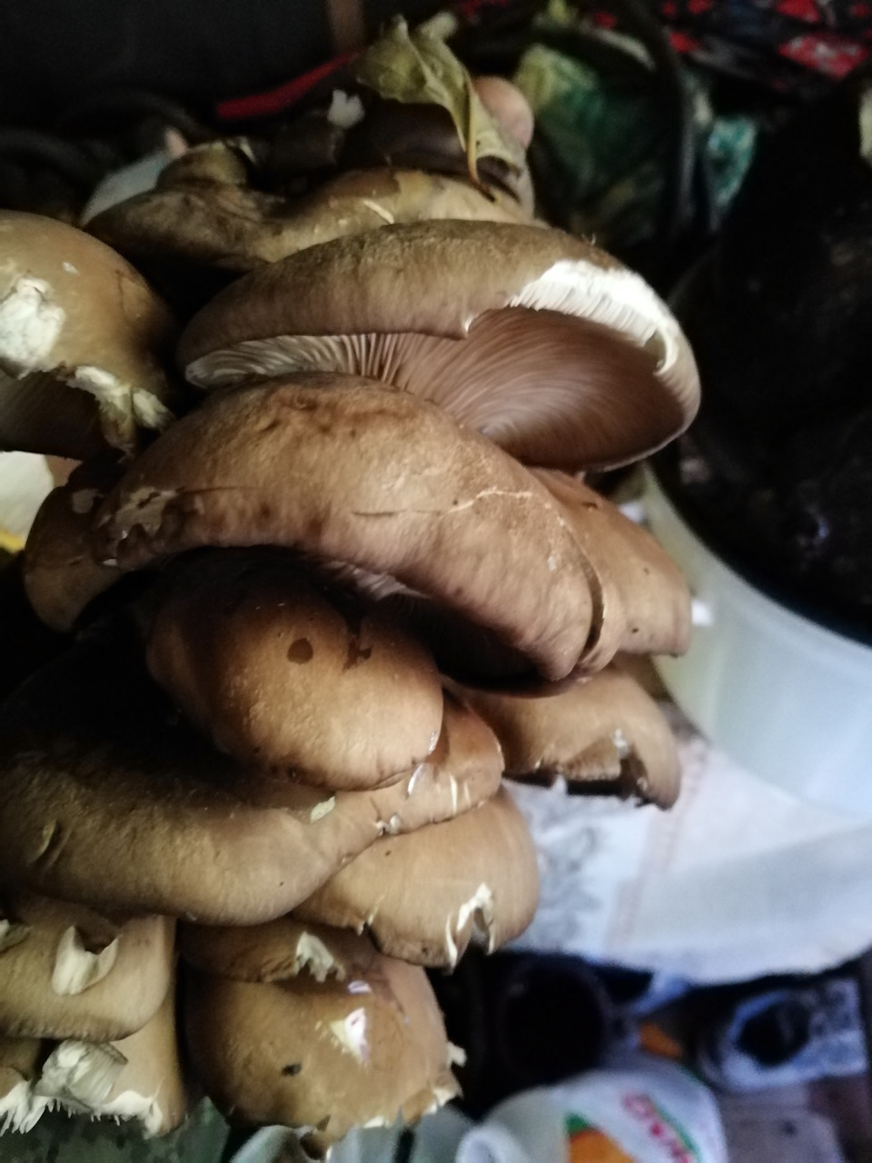 Вешенки — Lada 4x4 3D