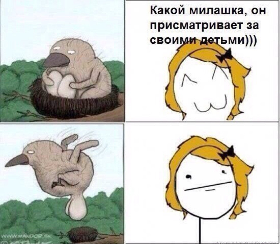 Одноклассники Dogs, Animals, Labrador retriever