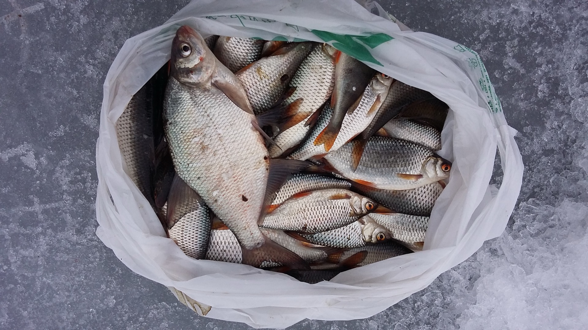 Рыбаки железногорска курской. Рыбалка зимой. Рыбалка улов. Учинское водохранилище рыбалка. Туймазинское водохранилище рыбалка.