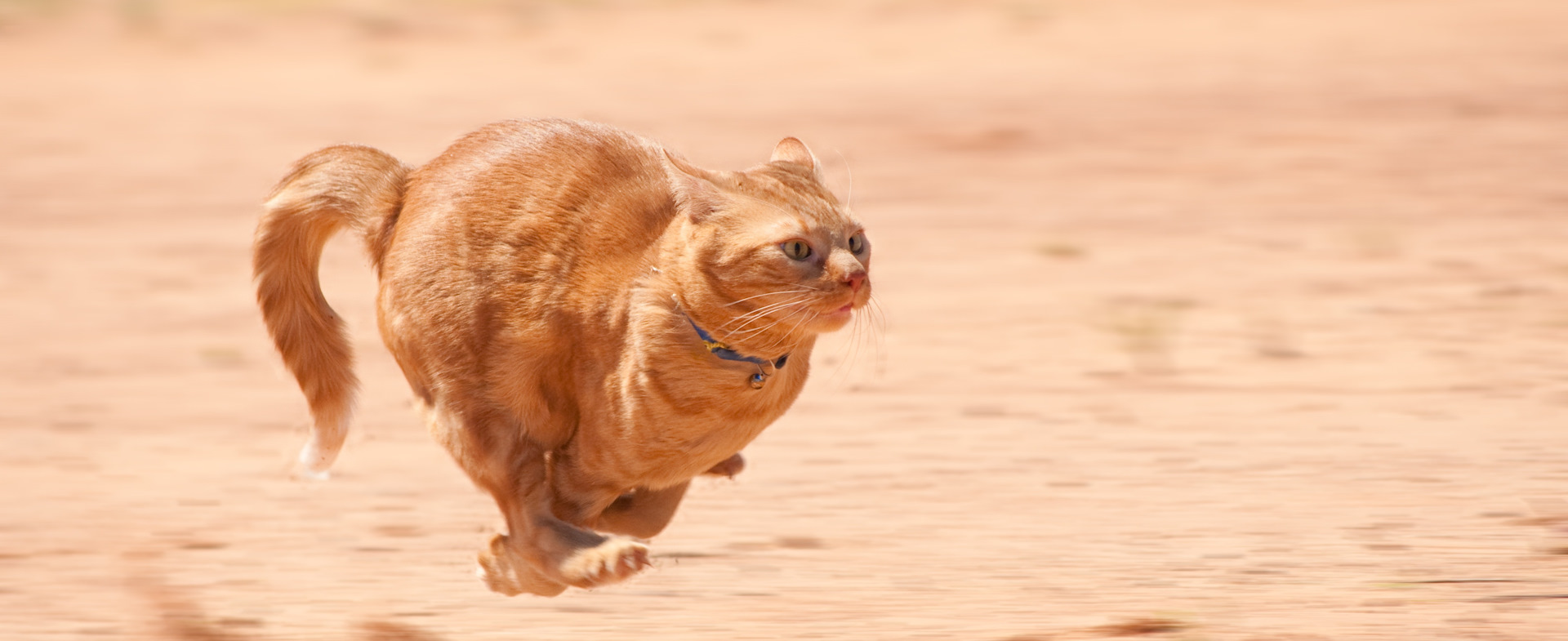 Cat run