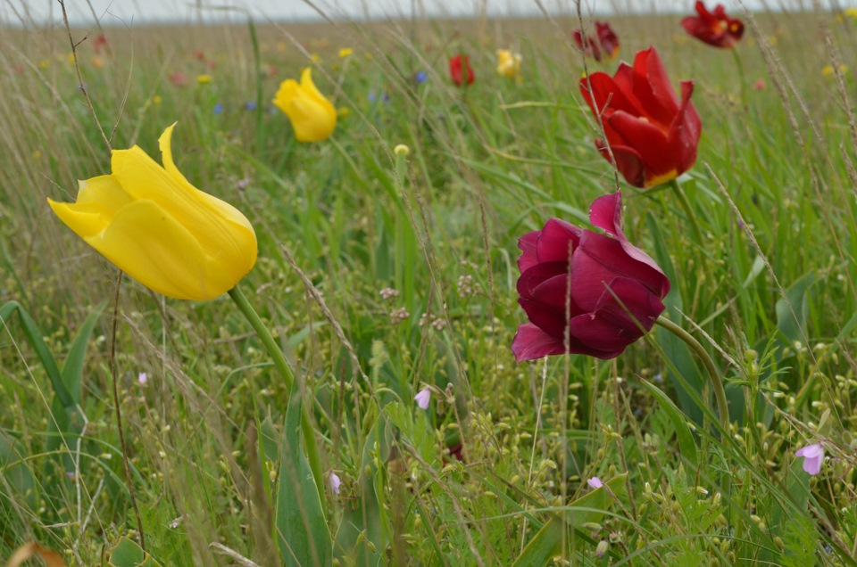 Дикие тюльпаны в ростовской области. Орловка Дикие тюльпаны. Тюльпан дикий Латвия. Дикие тюльпаны болотники.