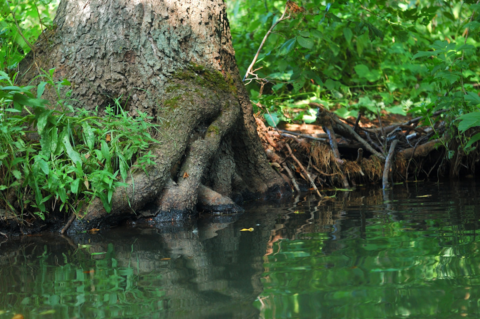 Лесной ручей. — DRIVE2