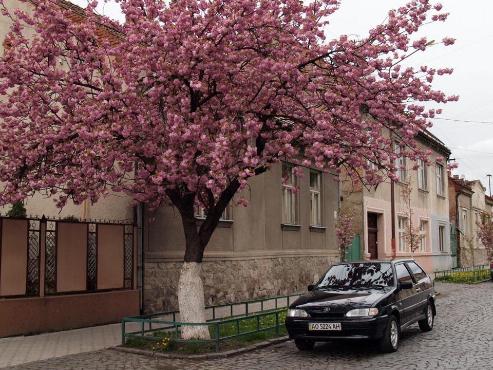 Сакура в калининграде фото