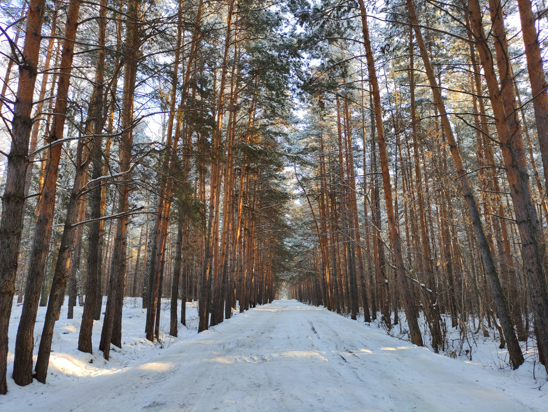 Сибирская капель