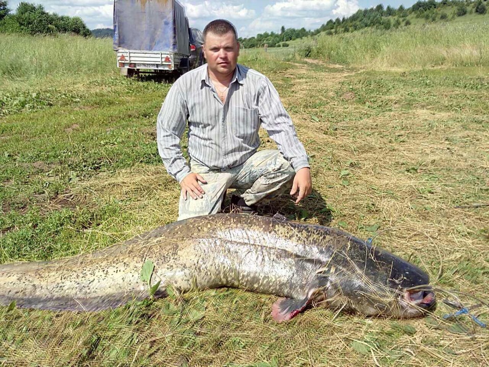 Сом на каме. Самая крупная рыба. Самая большая рыба в Каме. Рыба в Каме.