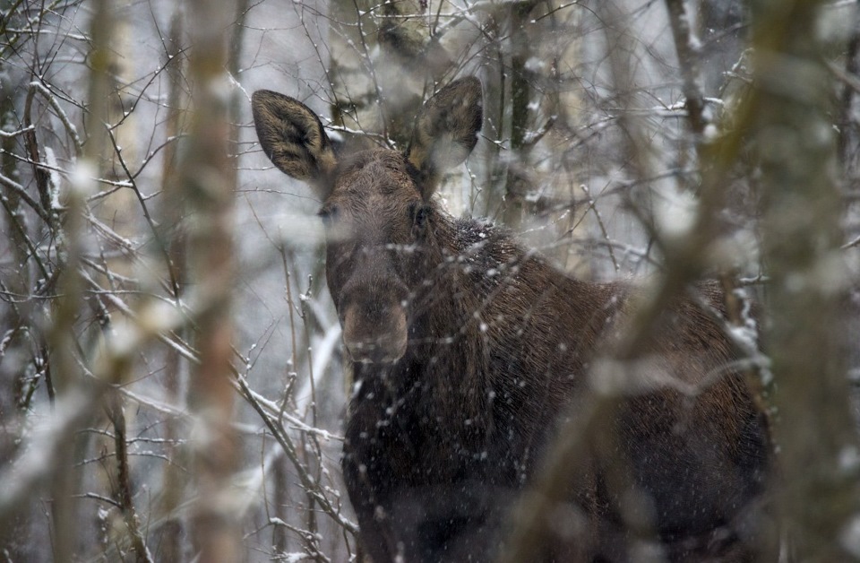 раскол для диких животных. лось подросток. другие животные ярославская область. животный мир ярославской области. лося.
