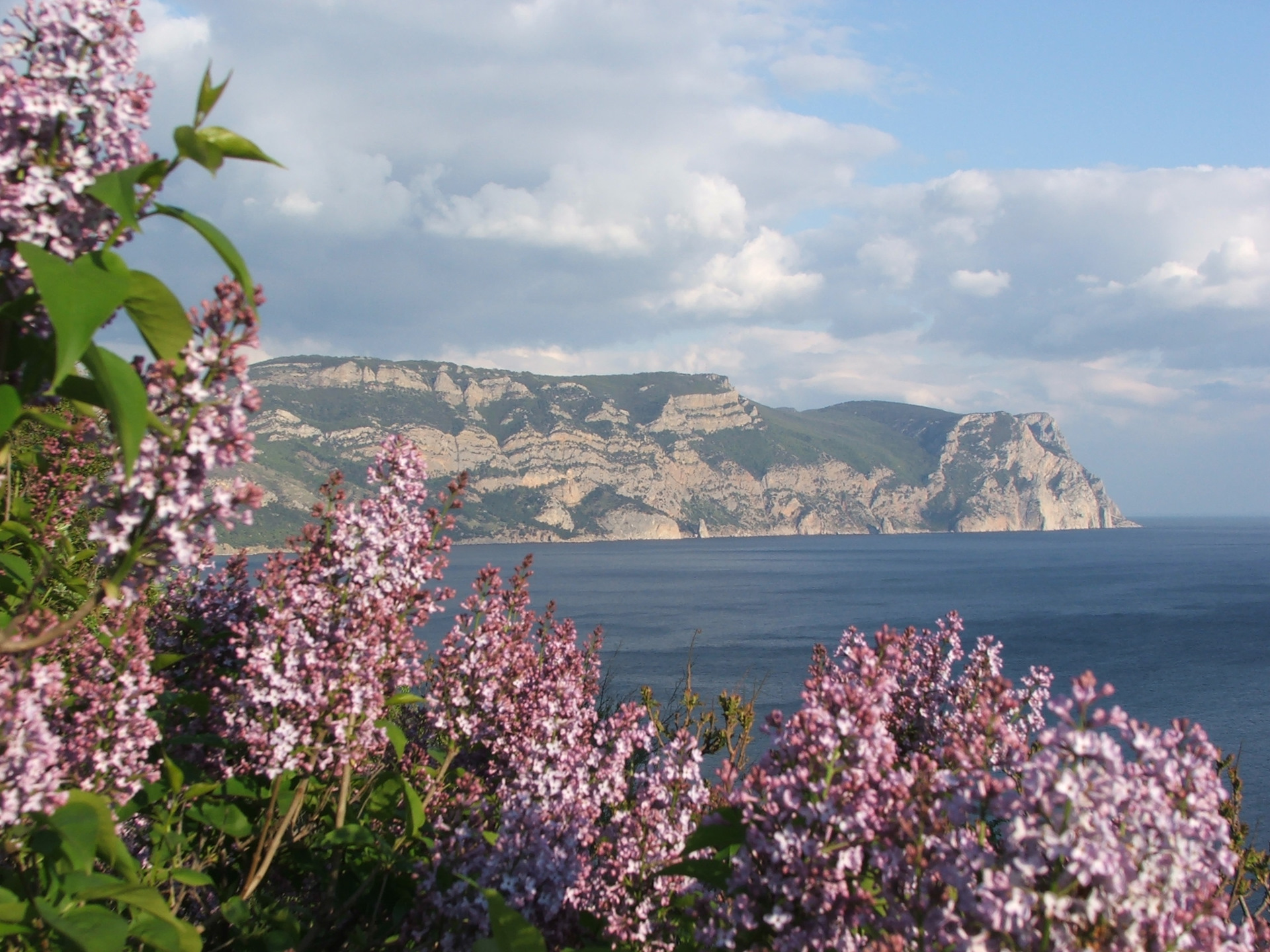 Крым в начале мая. Балаклава Крым. Южный берег Крыма. Балаклава цветёт фотовесной.