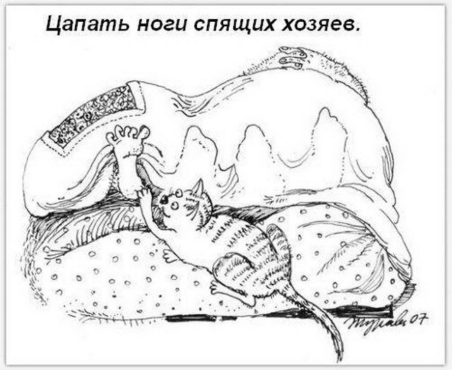 Кошка спит в ногах