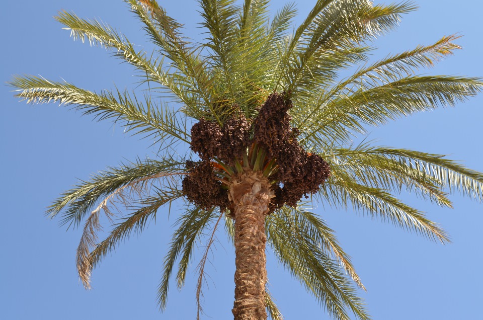 Финики в египте. Финиковые пальмы в Египте. Растения Египта финиковая Пальма. Финиковая Пальма в Южной Америки.