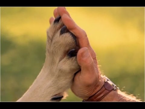 -женщина секс собаки 