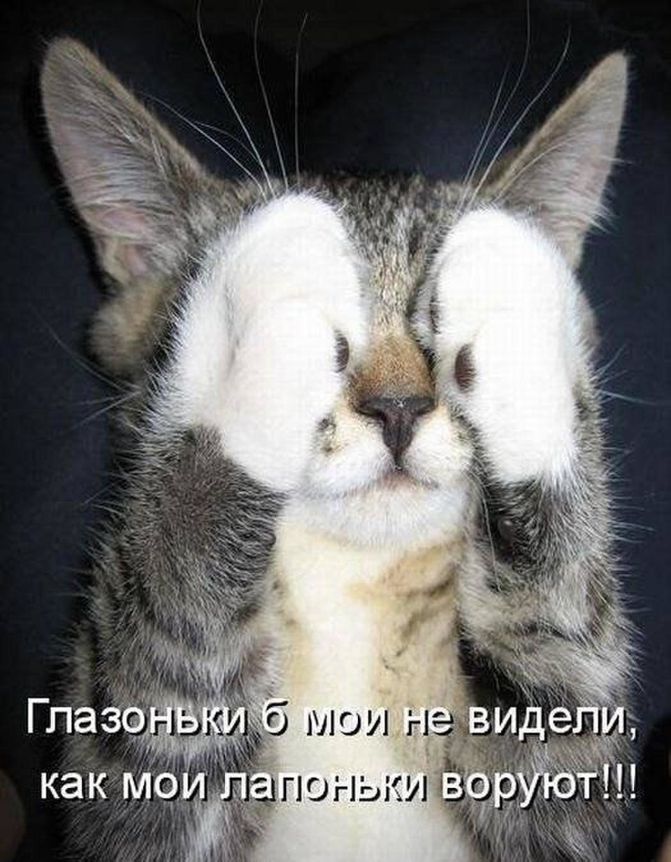 Картинки для, новые картинки с котами и надписями