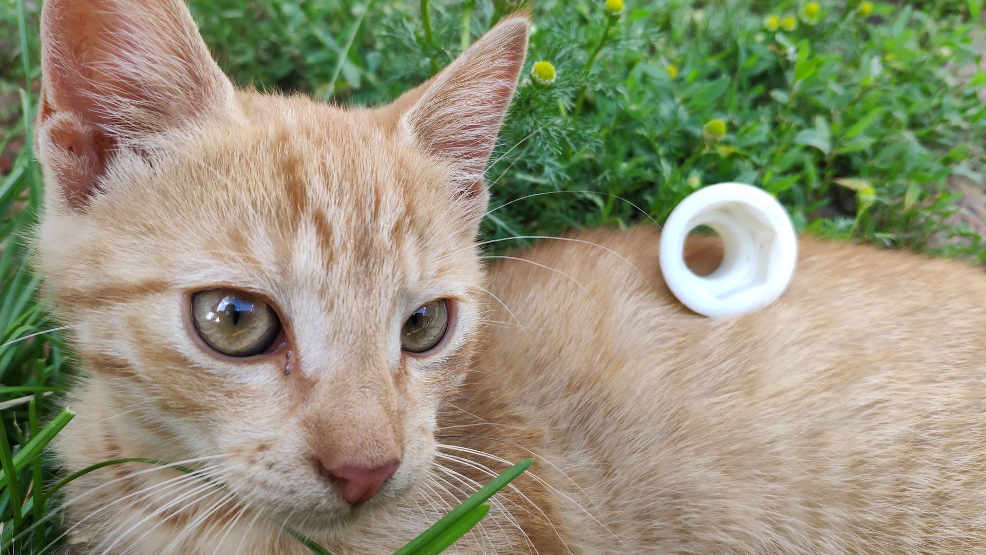 Подсос воздуха в неожиданном месте! — Audi A4 (B6), 1,8 л, 2002 года