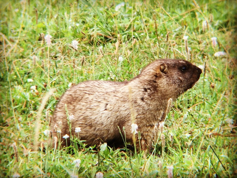 какая дробь на сурка. Смотреть фото какая дробь на сурка. Смотреть картинку какая дробь на сурка. Картинка про какая дробь на сурка. Фото какая дробь на сурка какая дробь на сурка. Смотреть фото какая дробь на сурка. Смотреть картинку какая дробь на сурка. Картинка про какая дробь на сурка. Фото какая дробь на сурка