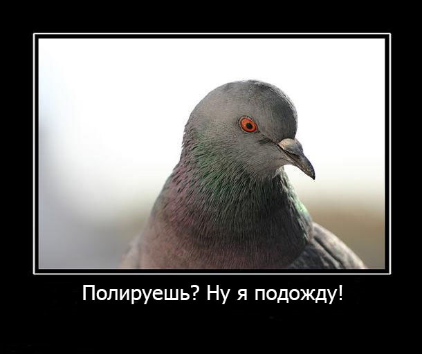 голуби в чите. заметив детей голубь. дети голубей. младенец голубя. дети голубей.