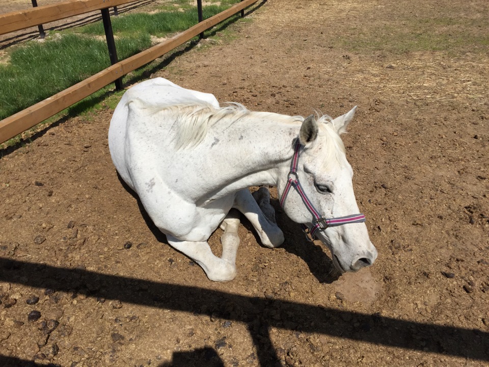 Не все лошади под капотом — DRIVE2