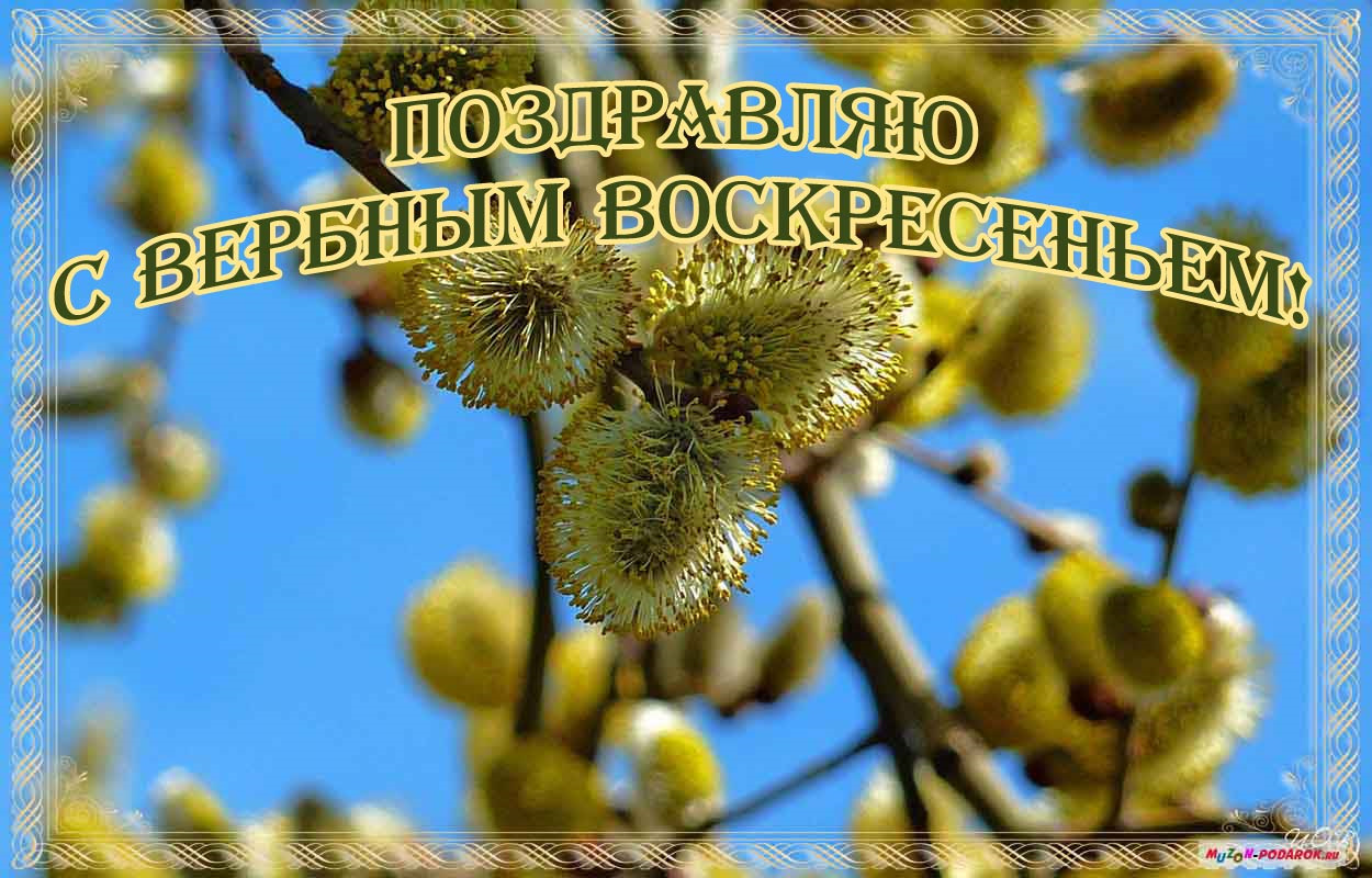 Вид воскресенье. Вербное воскресенье поздравления. Открытки с Вербным воскресеньем 2021 года. Красивое поздравление с Вербной неделей. Поздравлялки с Вербным воскресеньем.