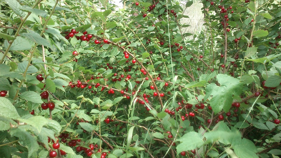 В любимой деревушке на краю 161(Веелка и китайская вишня) — Peugeot 307 ...